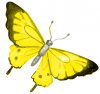 Mariposas amarillas macondo natural